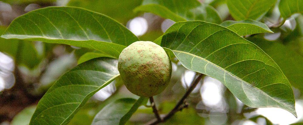 Le fruit madd sur l'arbre © R. Belmin, Cirad
